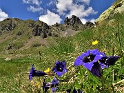 35 Gentiana acaulis (Genziana di Koch) al lago superiore con Valletto